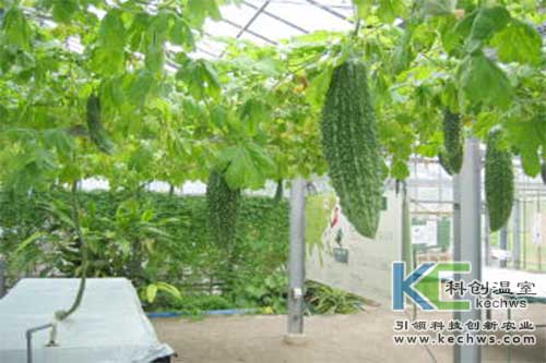 無(wú)土栽培，無(wú)土栽培技術(shù)，無(wú)土栽培設備