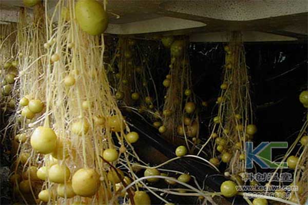 無(wú)土栽培，無(wú)土栽培技術(shù)