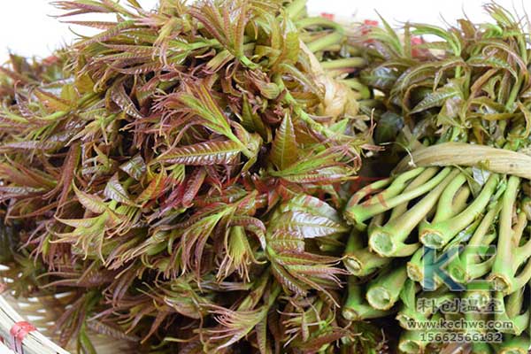 無(wú)土栽培，無(wú)土栽培技術(shù)