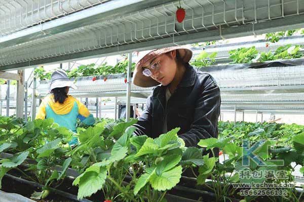 無(wú)土栽培，無(wú)土栽培技術(shù)，無(wú)土栽培設備